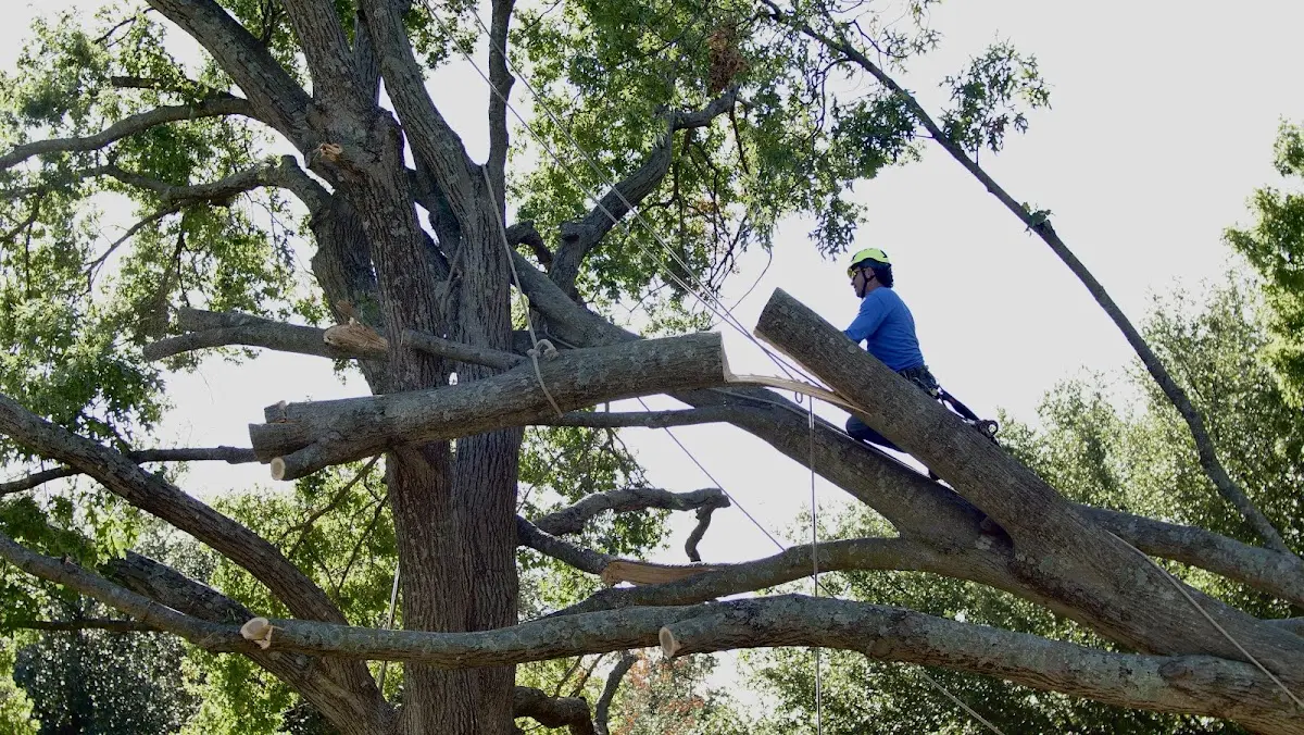 Professional Crown Thinning performed by certified arborists in Massey