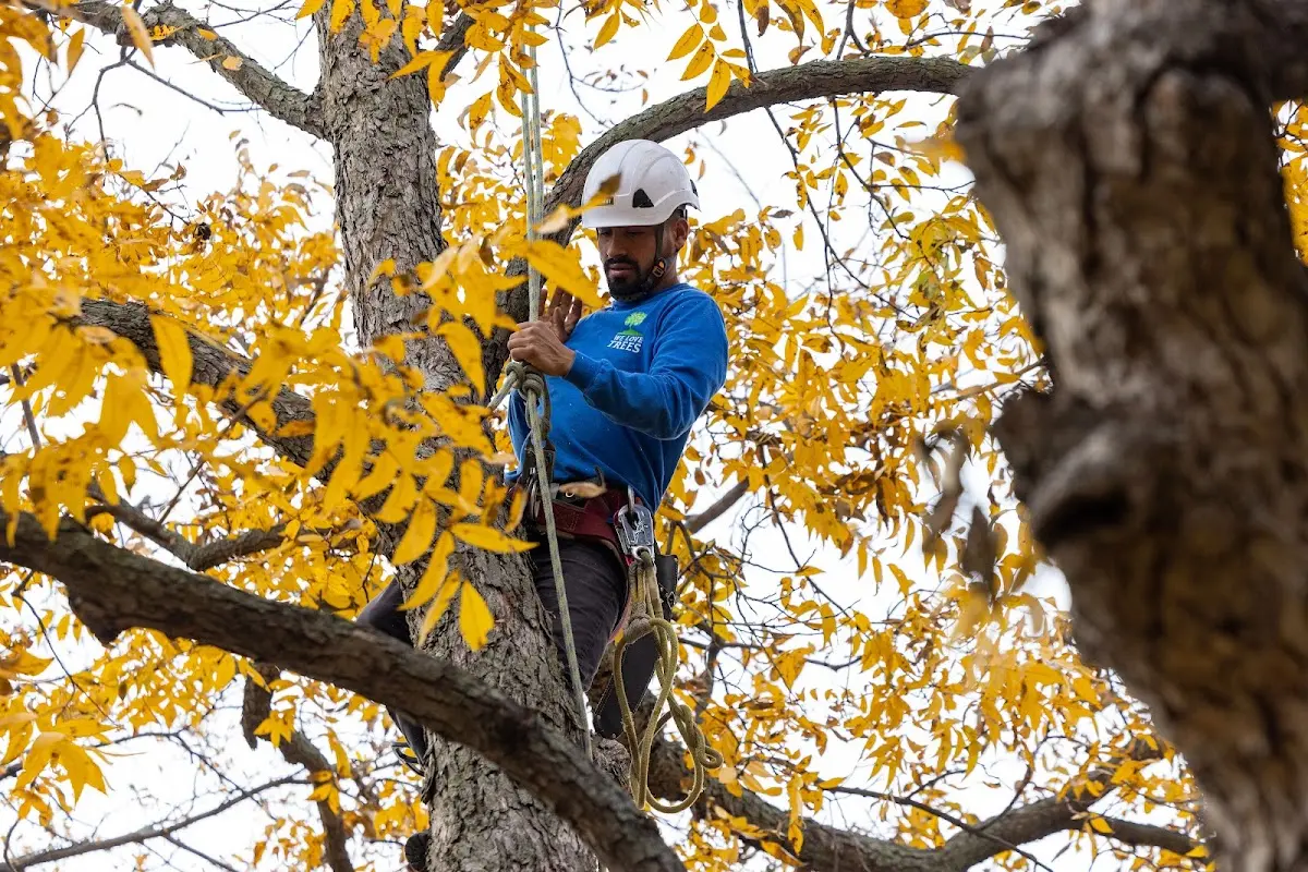 Skilled Tree Pruning crew working in Massey